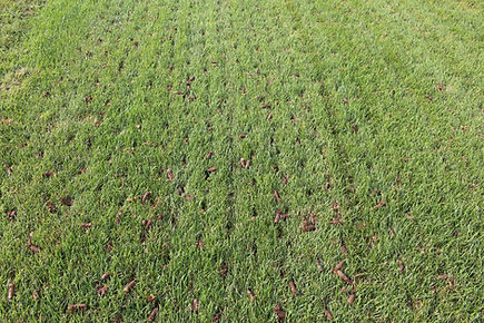 NJ-Lawn-Aeration-Example.jpg