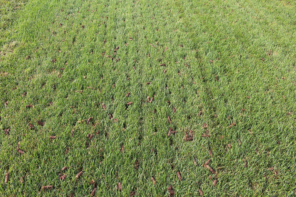 NJ-Lawn-Aeration-Example.jpg