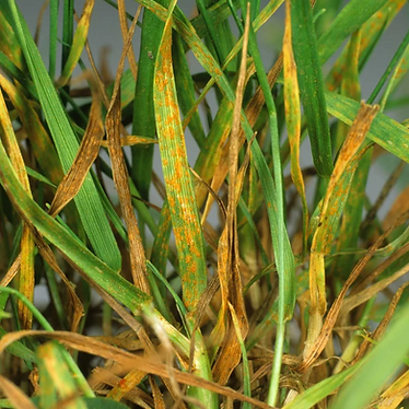 Rust-Lawn-Disease-Treatment--NJ
