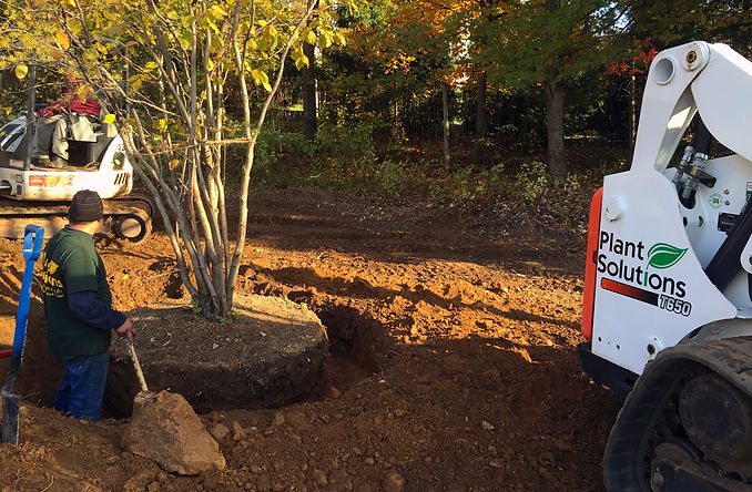 Tree-Planting-NJ-.jpg