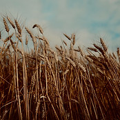 brown wheat field_edited.jpg