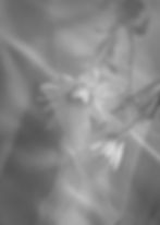 Ethereal flowers in a dreamlike, liminal space.