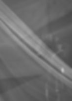 Ethereal liminal spaces with veiled flower in grayscale