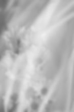 Abstract blurred flowers in a liminal space