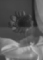 Black and white flower in a vase, evoking liminal spaces