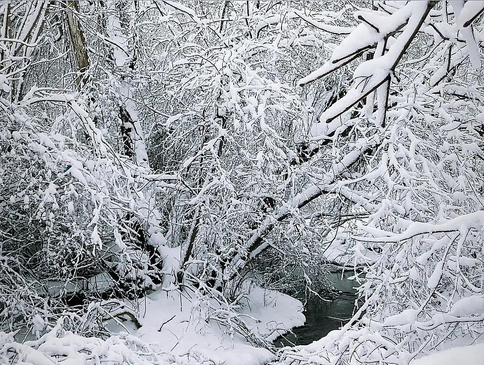 Snow-covered forest in Quebec winter.