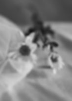 Black and white daisy on fabric in a liminal space