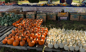 Pumpkin Unloading Success