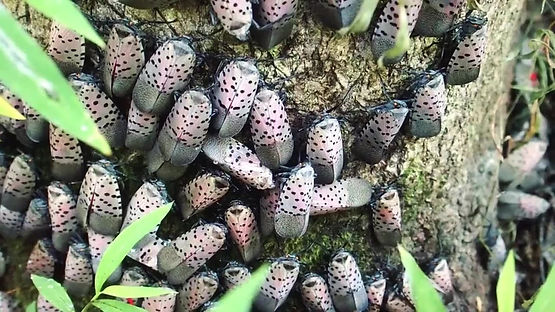 Spotted Lanternfly Infestation on Tree.jpg