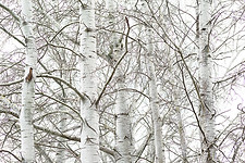 Bare trees_2.jpg