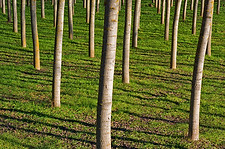 Bare trees_3.jpg
