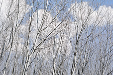 Bare trees_4.jpg