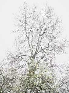 Bare trees_5.jpg