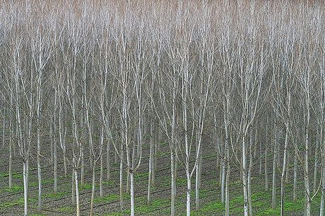 Bare trees_1.jpg