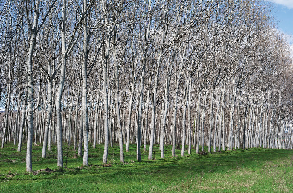 Leica Galerie, Nidau