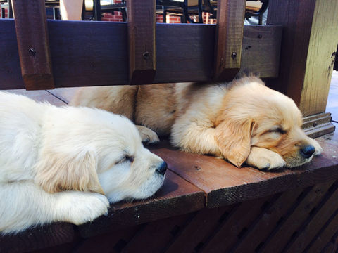 Reyleigh Litter 2.JPG