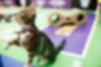 Kitten Bowl 2018