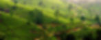 SRILANKA