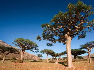 Africa’s $10 Billion Botanical Goldmine: The Wealth Driving Global Luxury Skincare and Wellness