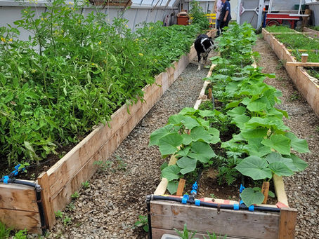 Green House Initiative