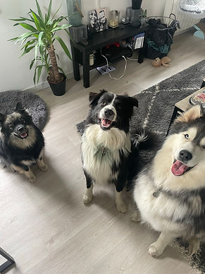 Naza, Tom, Hisko
