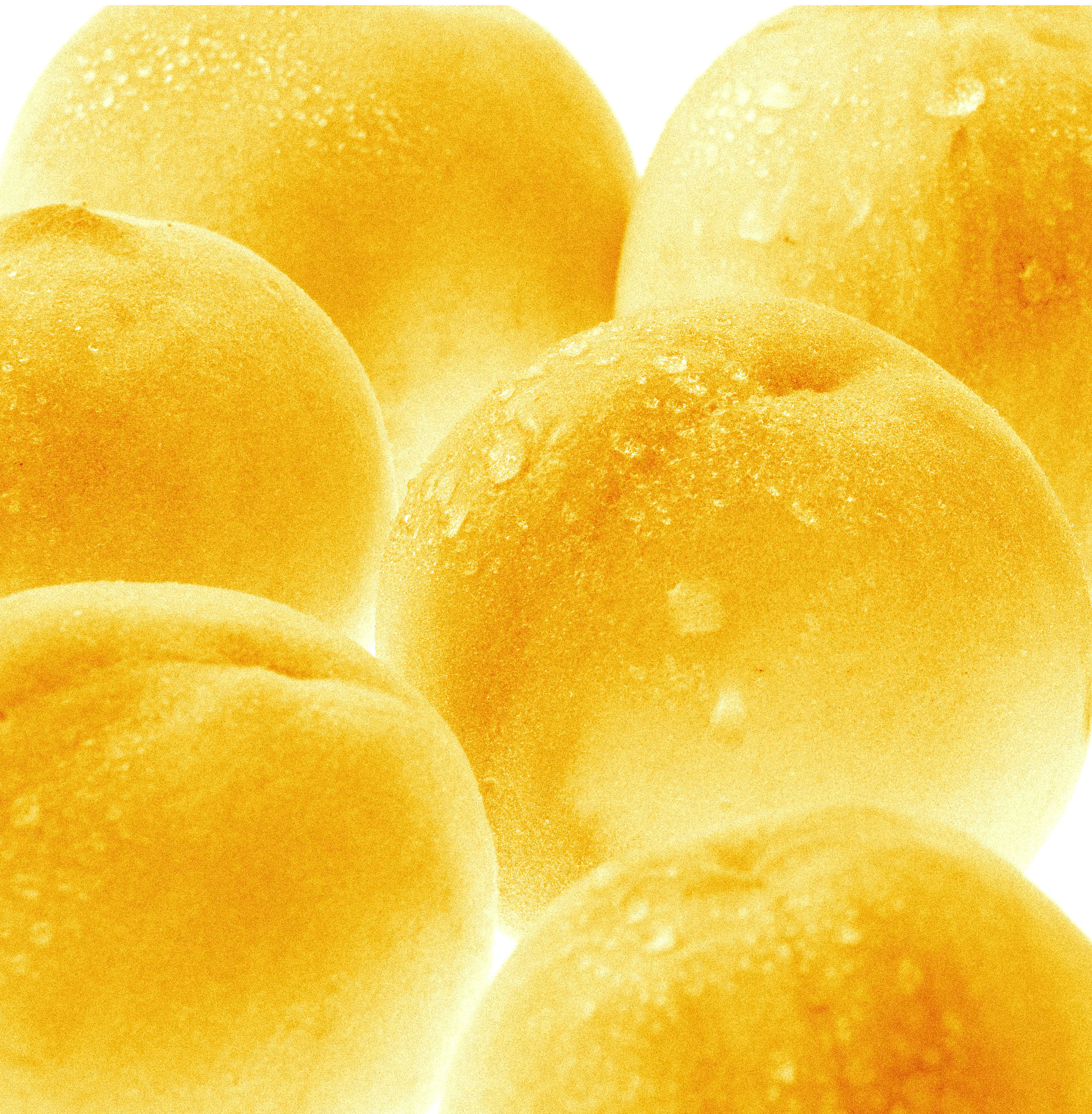 Provinzbube_Apricus_Visual_6.jpg