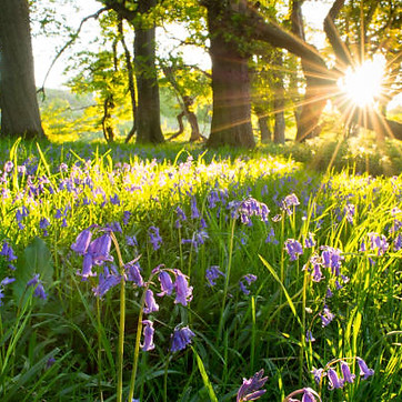 springtime at the vale