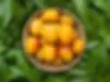 SINDHURA.jpg