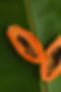 RED PAPAYA.jpg