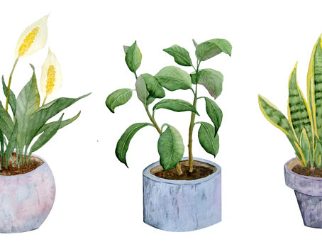 Growing my Green Thumb