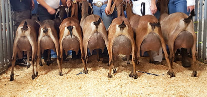 Urban Acres Charming Troubador daughters udders_edited.jpg