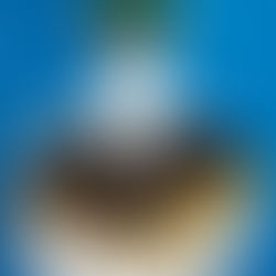 TANGERINE CHOCOLATE GANACHE CAKE (EGGLESS)