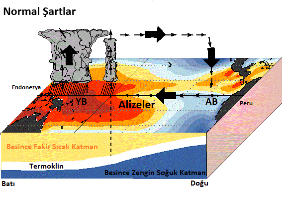 Normal şartlar altında güneyli salınımı