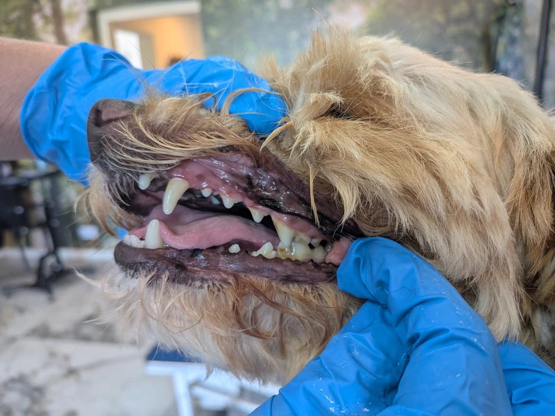 a dog having its teeth cleaned with an emmi pet brush