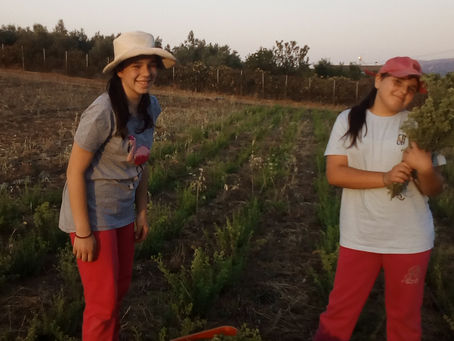 Family & Farm