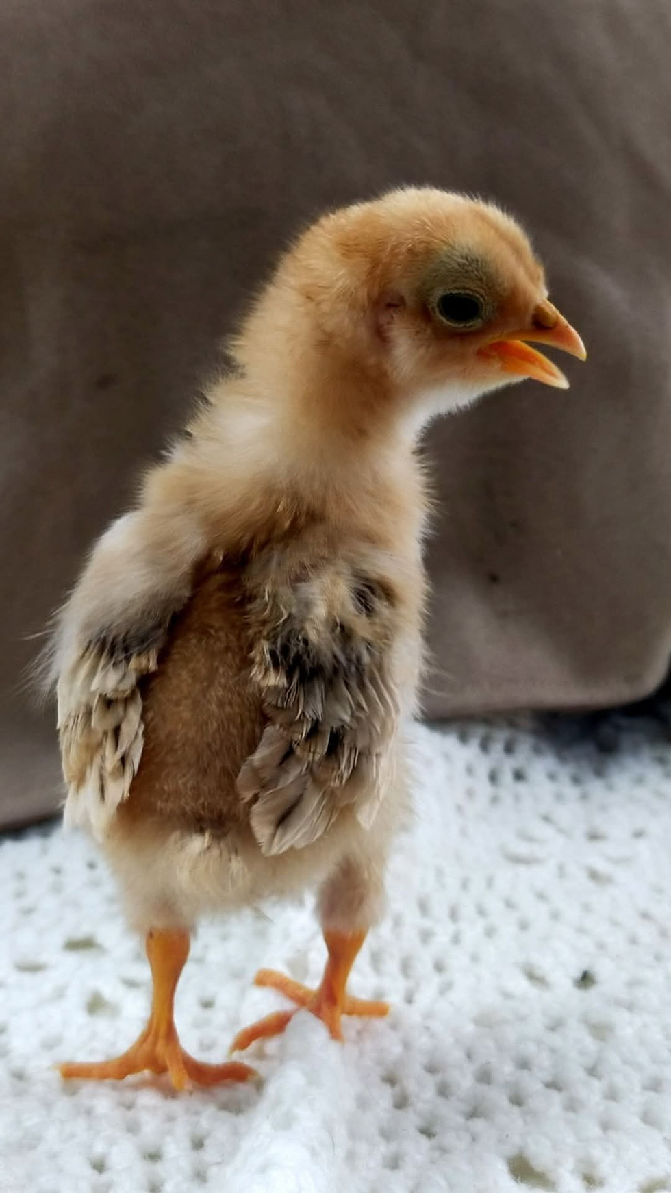 Thumbnail: Fertile Quamby Chicken Eggs 