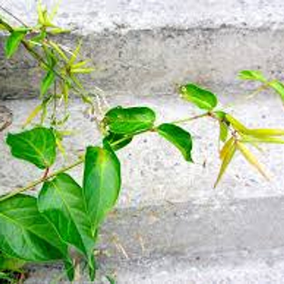 Slow the advance of Dog Strangling Vine