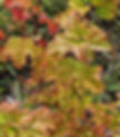 maple view.jpg
