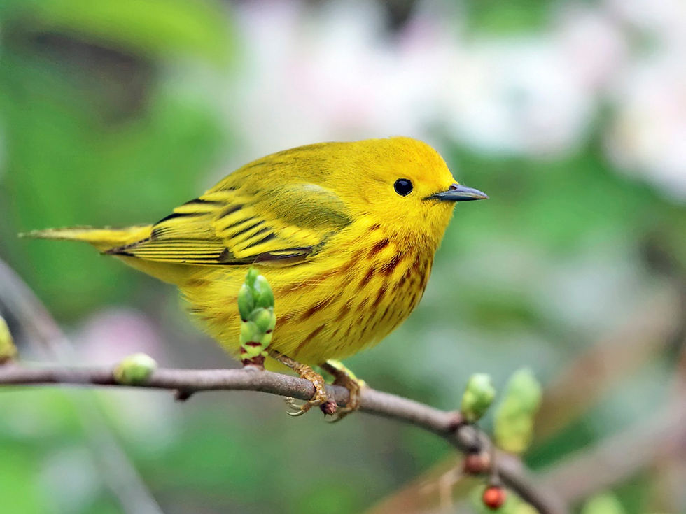 Birding in the Beaver Valley