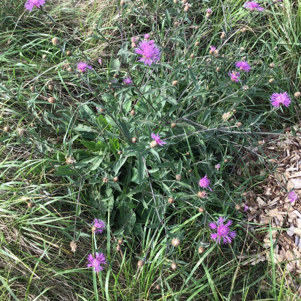 IMG_0263.jpeg