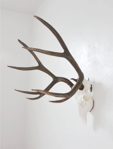 Dead on Display European Deer Skull Mounting Bracket