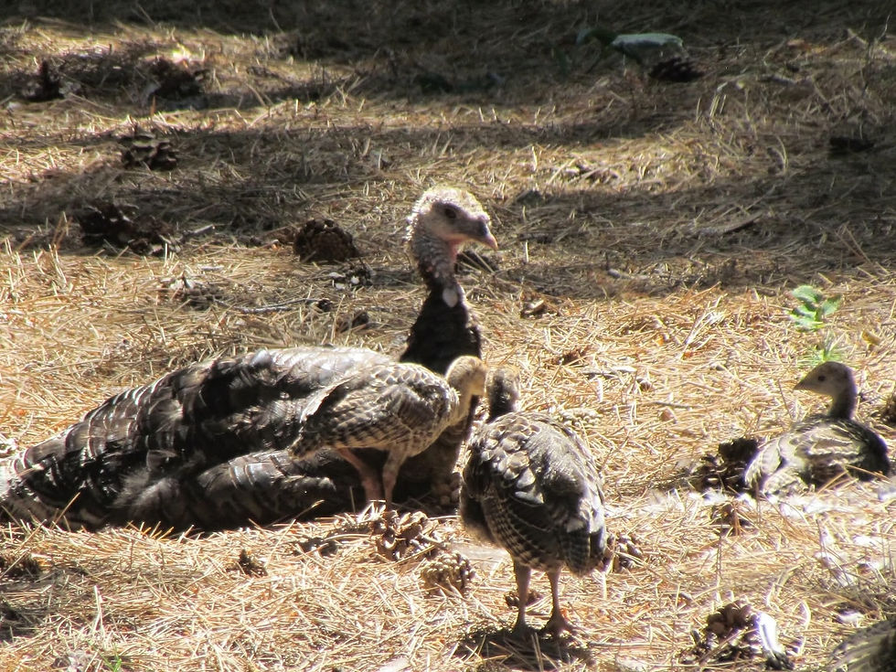 Merriam's hen turkey with poults