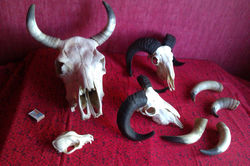 баран корова