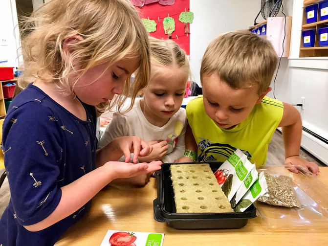 Planting Seeds for our Tower Garden