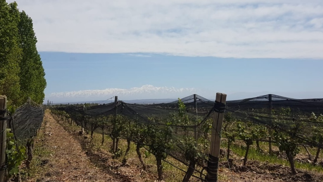 Finca El Pehuén — viñedos en Mendoza