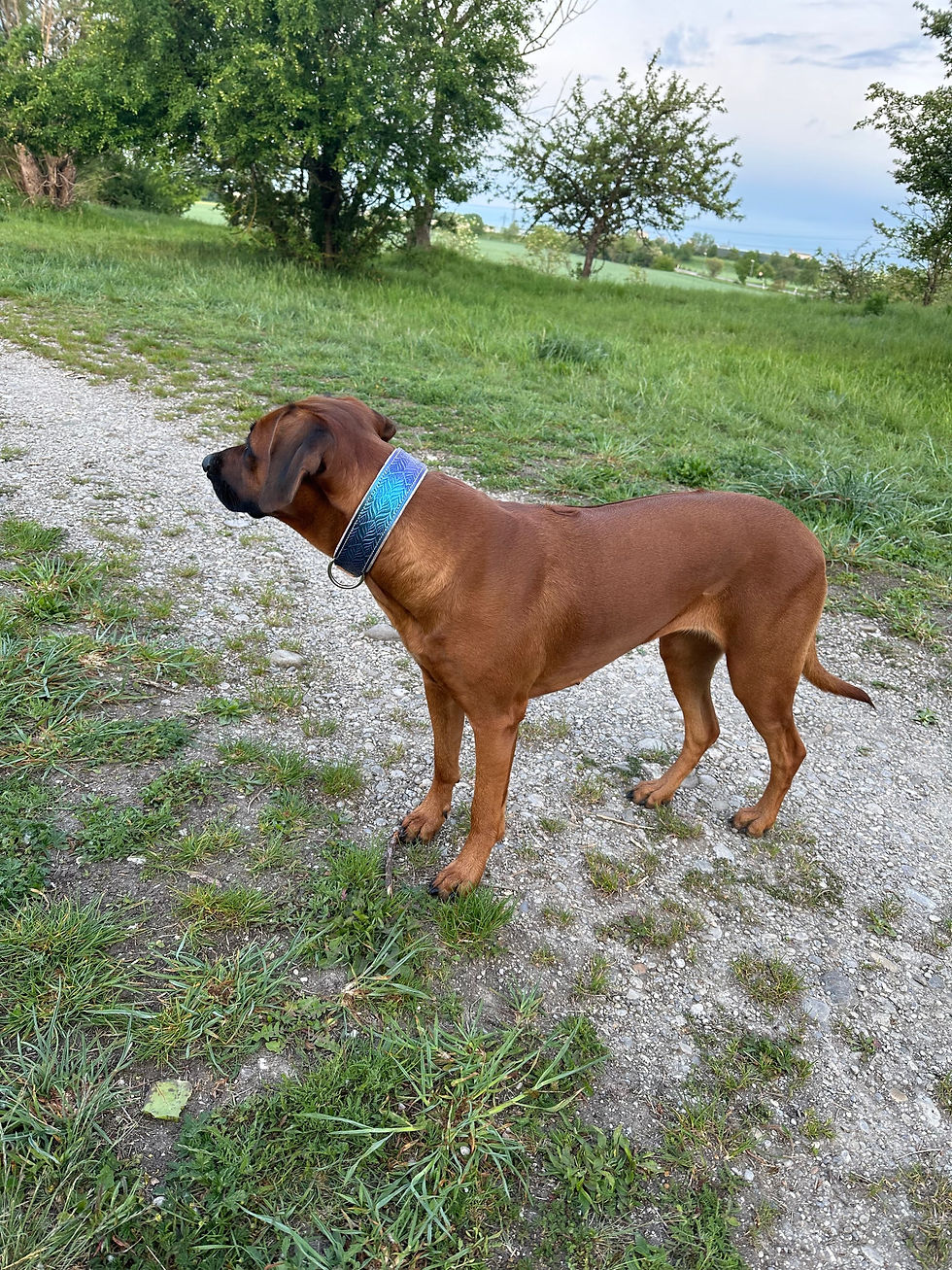 Bilder am Hund