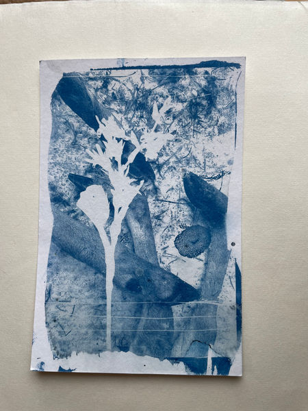 deer hooves cyanotype