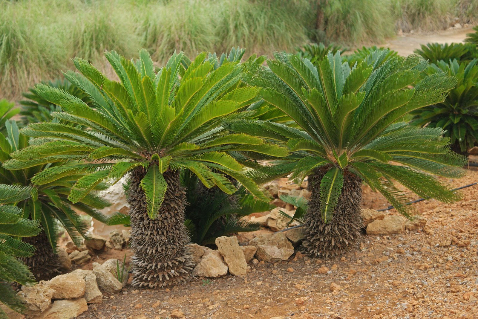 Cycas Revoluta 2.5L