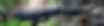 Northern water snake_edited.jpg