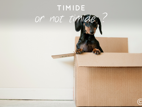 Timidité : un besoin de se rassurer pour oser